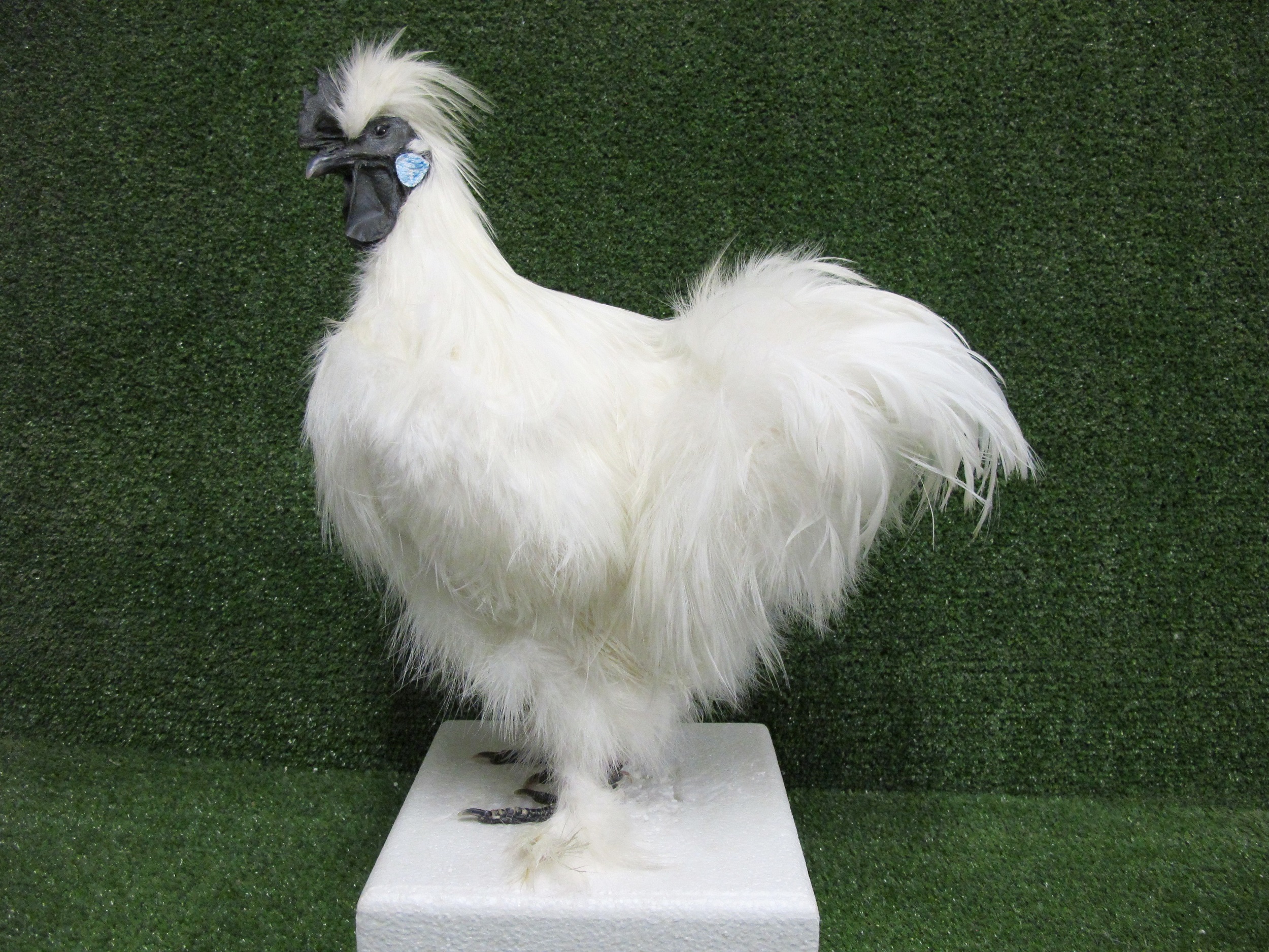 Large White Silkie Rooster Taxidermy Poultry Mount – Natural Taxidermy ...