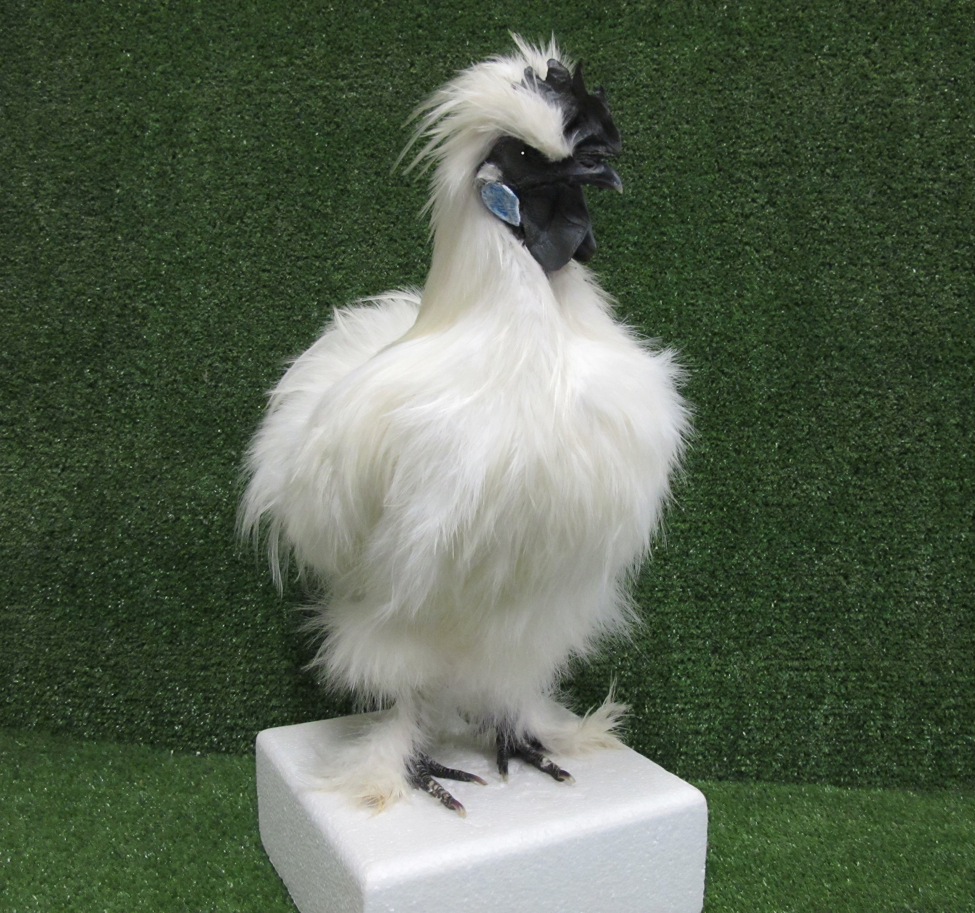 Large White Silkie Rooster Taxidermy Poultry Mount – Natural Taxidermy ...