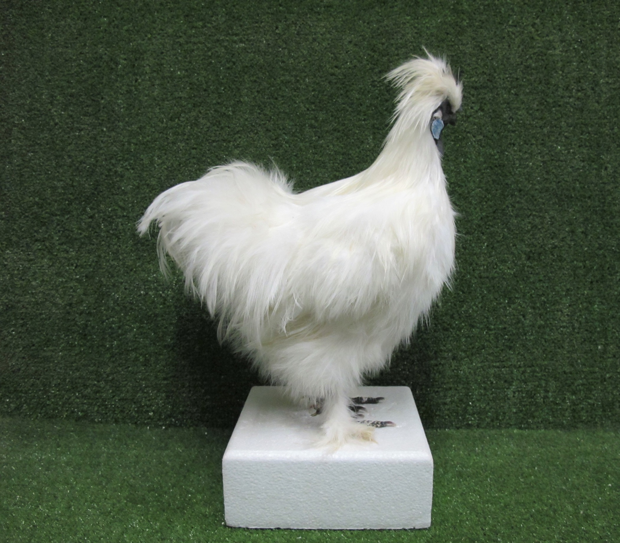 Large White Silkie Rooster Taxidermy Poultry Mount – Natural Taxidermy ...