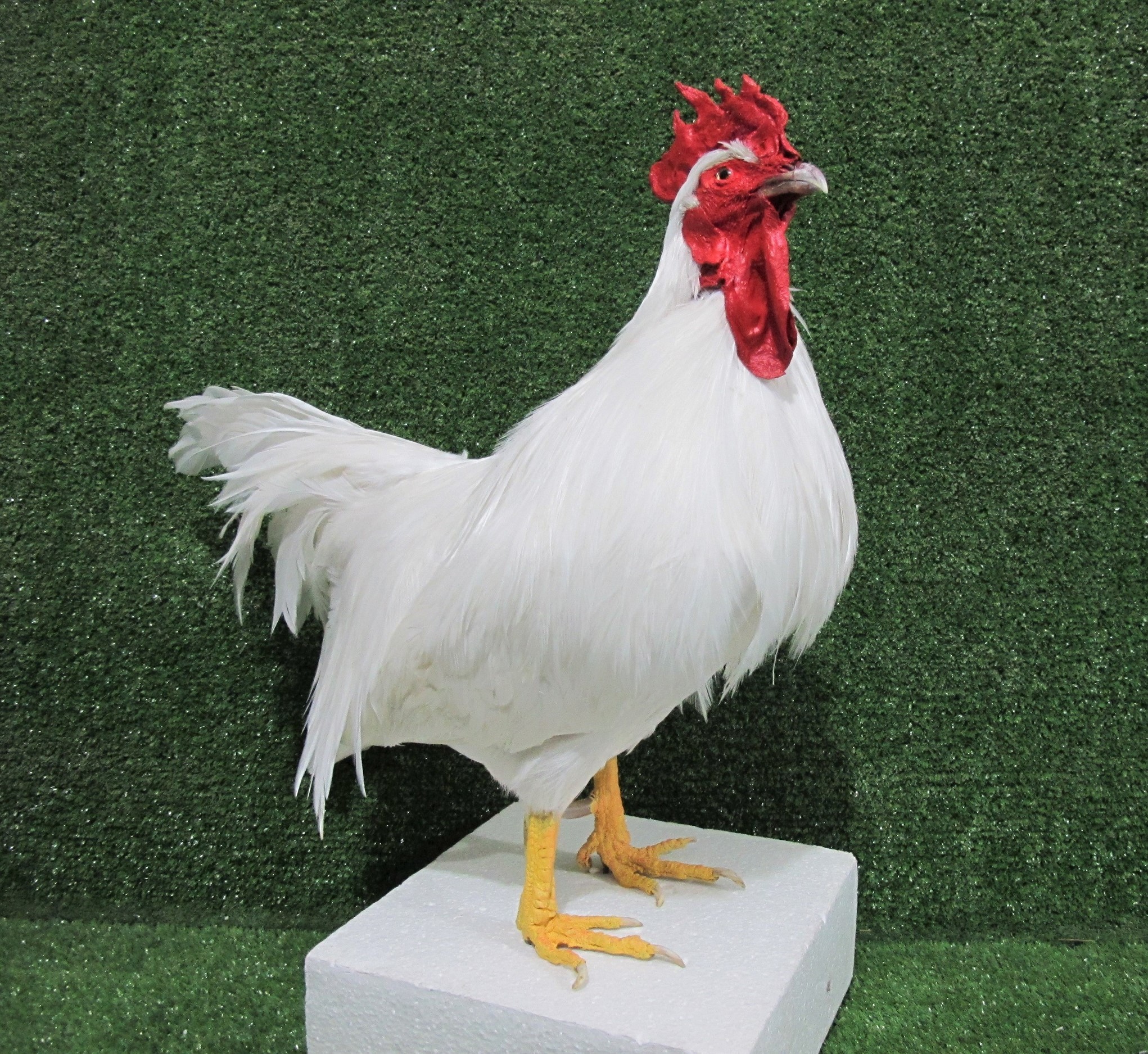 White Leghorn Rooster Taxidermy Poultry Bird Mount – 9018 – Natural ...