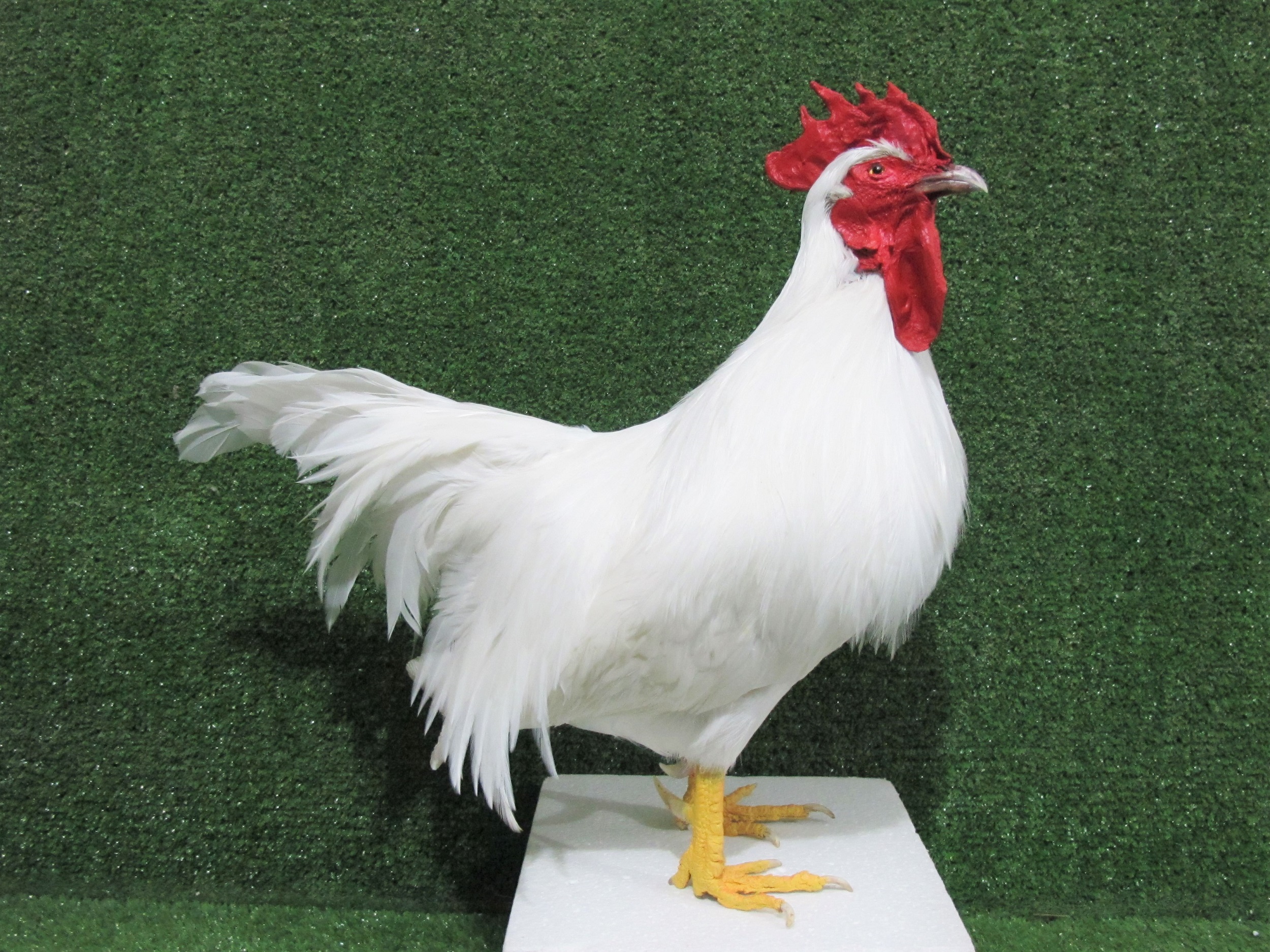 White Leghorn Rooster Taxidermy Poultry Bird Mount – 9018 – Natural ...