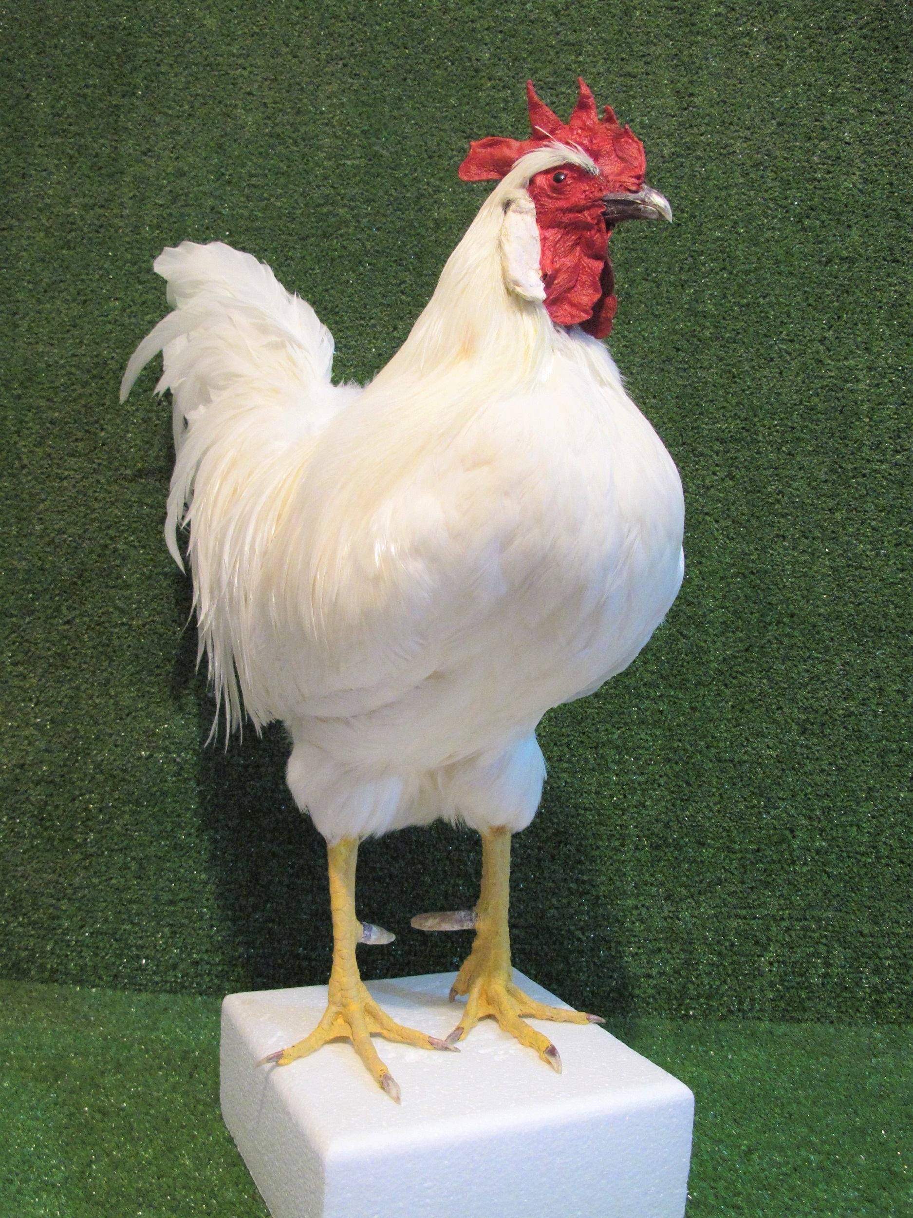 Large & Magnificent White Leghorn Rooster Taxidermy Bird Mount ...